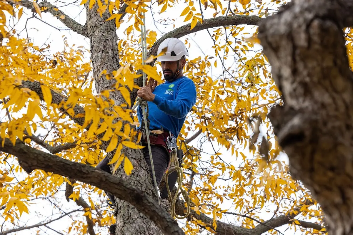 Skilled Tree Pruning crew working in New Castle
